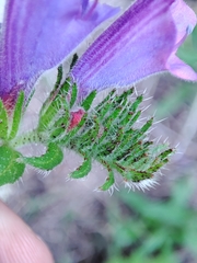 Echium creticum