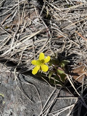 Ranunculus glaberrimus