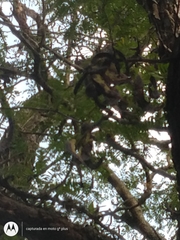 Gleditsia triacanthos