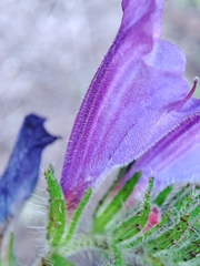 Echium creticum