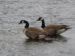 Branta canadensis