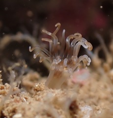 Isarachnanthus