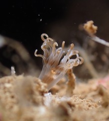 Isarachnanthus
