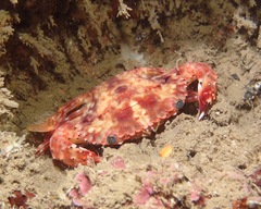 Goniosupradens hawaiensis