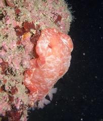 Hexabranchus