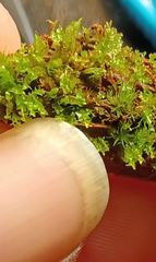 Odontoschisma denudatum