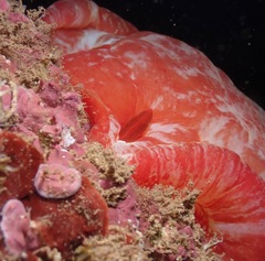 Hexabranchus