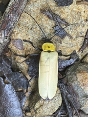 Chauliognathus heros