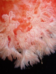 Hexabranchus