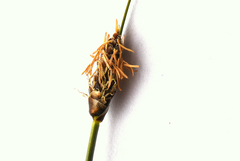 Carex filifolia