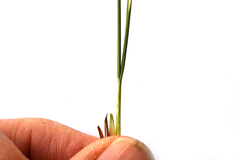Carex filifolia