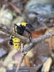 Chauliognathus heros