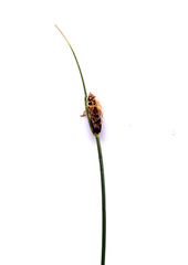 Carex filifolia