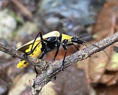 Chauliognathus heros