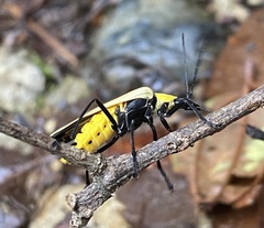 Chauliognathus heros
