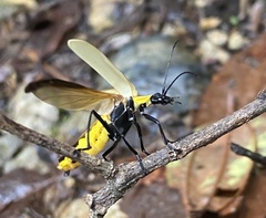 Chauliognathus heros