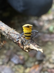 Chauliognathus heros