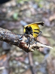 Chauliognathus heros