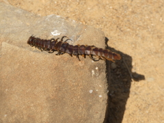 Scolopendra galapagoensis