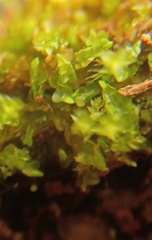 Odontoschisma denudatum