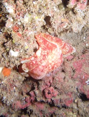 Hexabranchus