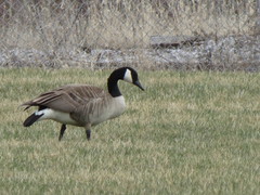 Branta canadensis
