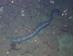 Conger marginatus