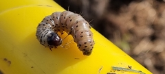 Apamea monoglypha