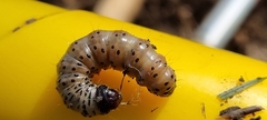 Apamea monoglypha
