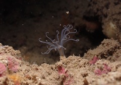 Isarachnanthus