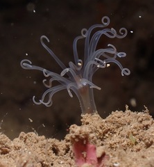 Isarachnanthus
