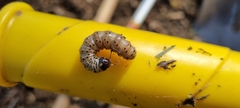 Apamea monoglypha