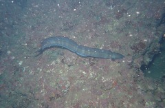 Conger marginatus