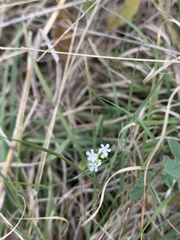 Valerianella amarella