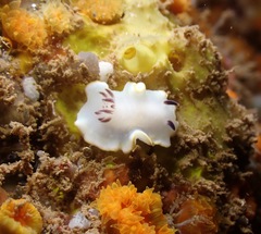 Ardeadoris scottjohnsoni