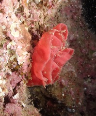Hexabranchus