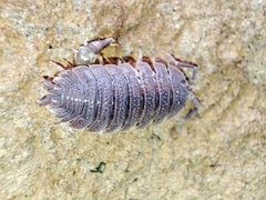 Porcellio echinatus