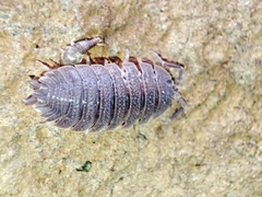 Porcellio echinatus