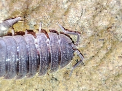 Porcellio echinatus