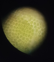 Odontoschisma denudatum