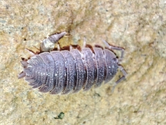 Porcellio echinatus