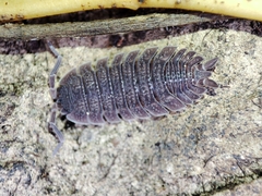 Porcellio echinatus