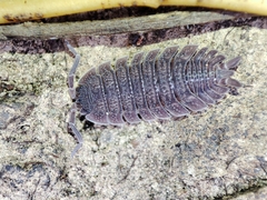 Porcellio echinatus