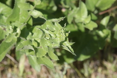 Acourtia microcephala