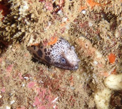 Uropterygius polyspilus