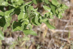 Acourtia microcephala