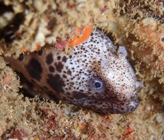 Uropterygius polyspilus