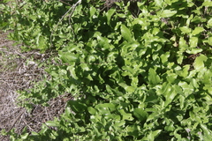 Acourtia microcephala