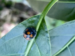 Epilachna mexicana