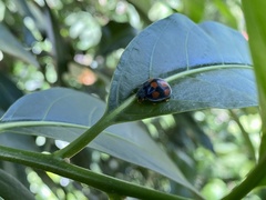 Epilachna mexicana